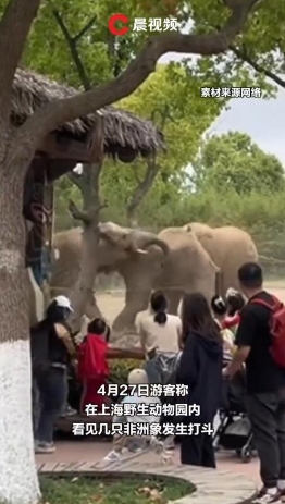 上海野生动物园回应大象打架群殴